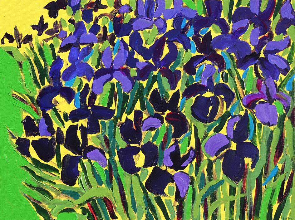Iris Study